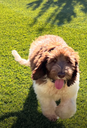 Australian Labradoodle