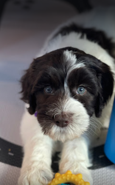 Australian Labradoodle 