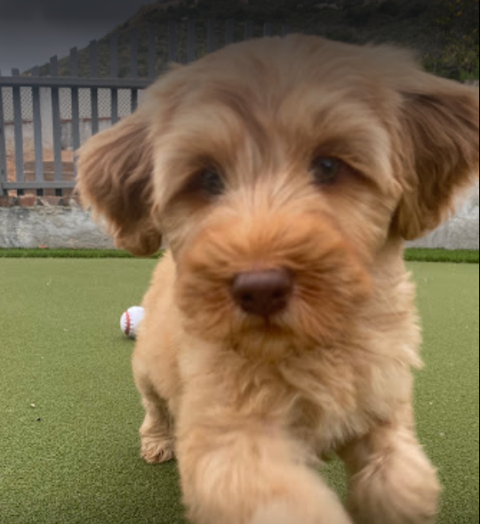 Australian Labradoodle 